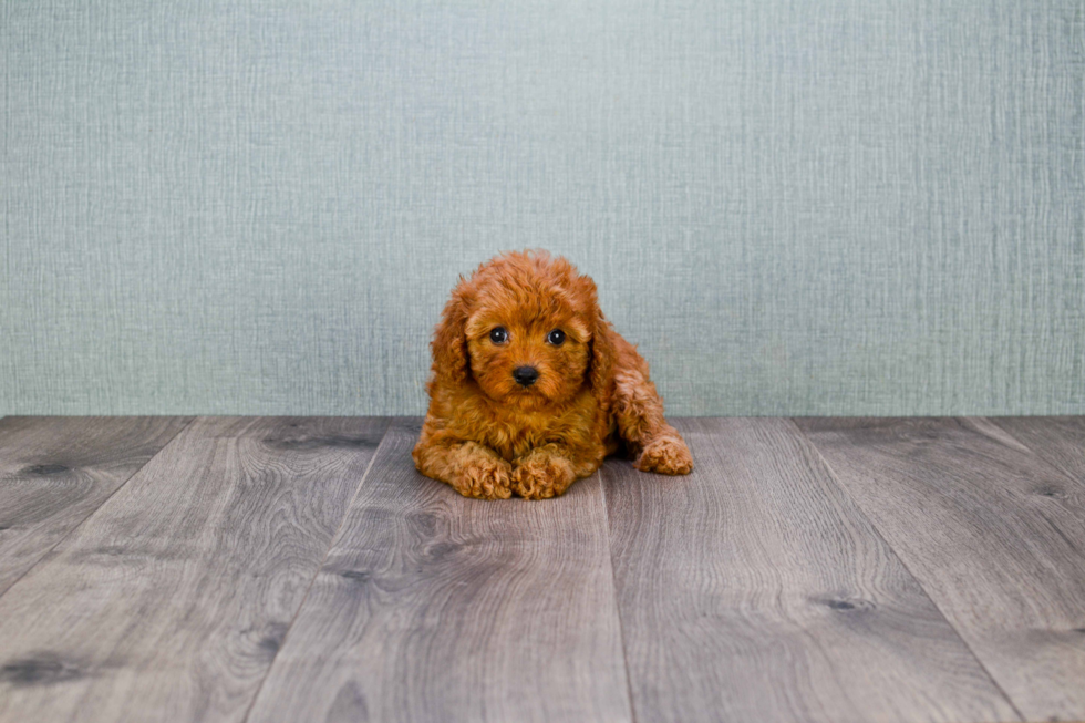 Cavapoo Pup Being Cute