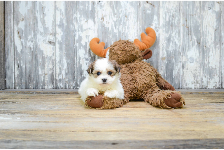 Teddy Bear Puppy for Adoption