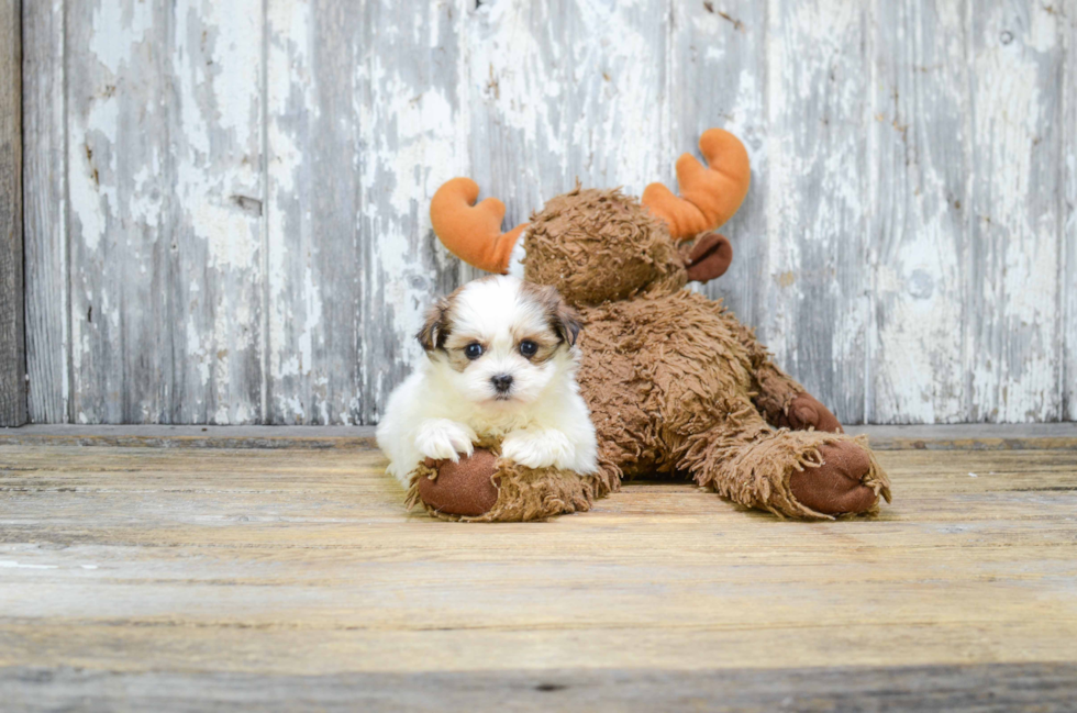 Teddy Bear Puppy for Adoption