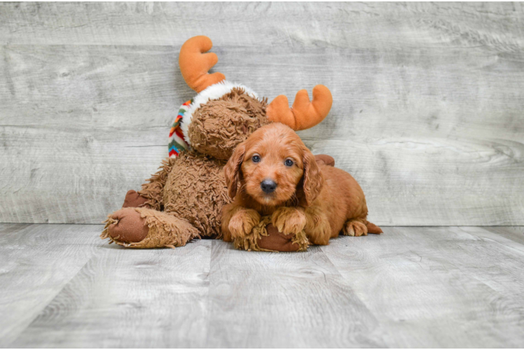 Best Mini Goldendoodle Baby