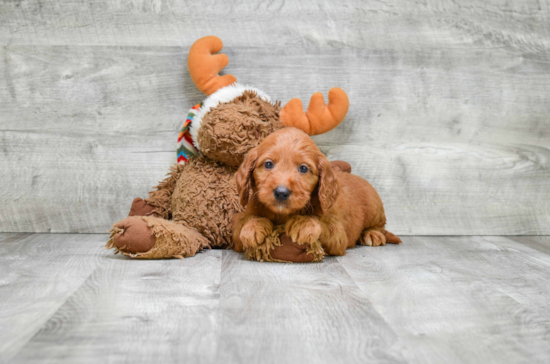 Best Mini Goldendoodle Baby