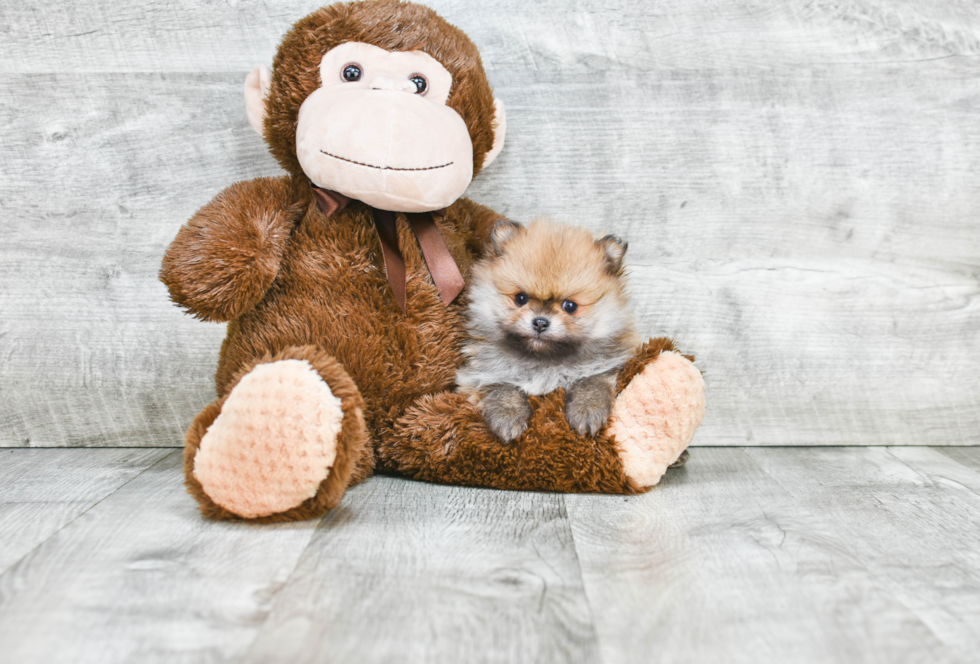 Smart Pomeranian Purebred Puppy