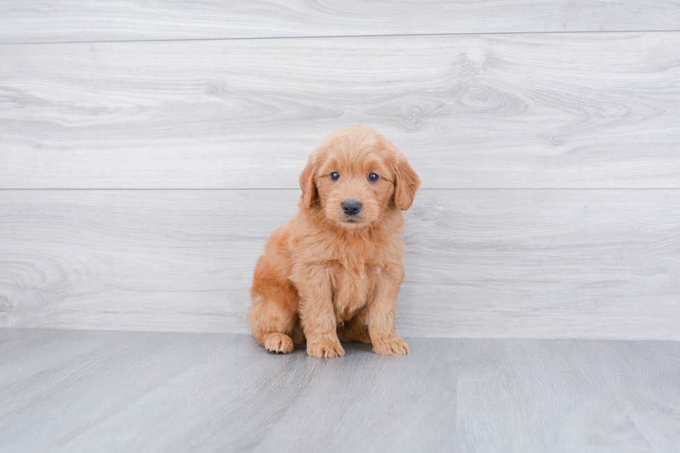 Sweet Mini Goldendoodle Baby