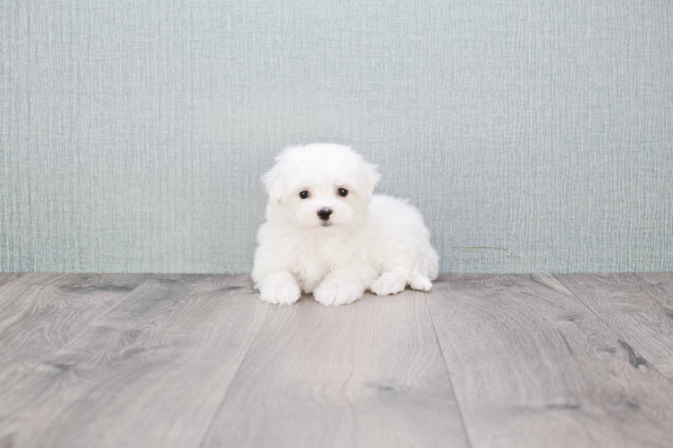 Maltese Pup Being Cute