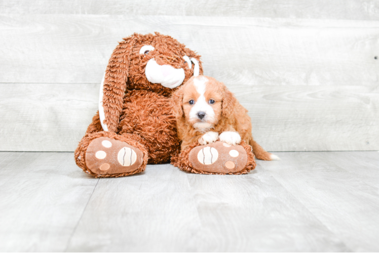 Cavapoo Pup Being Cute