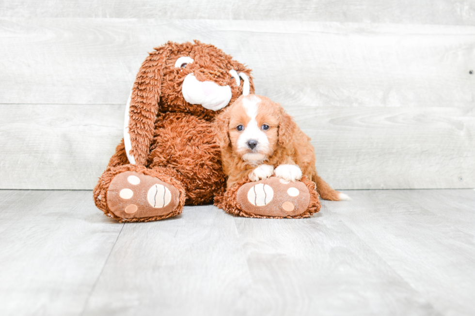 Cavapoo Pup Being Cute