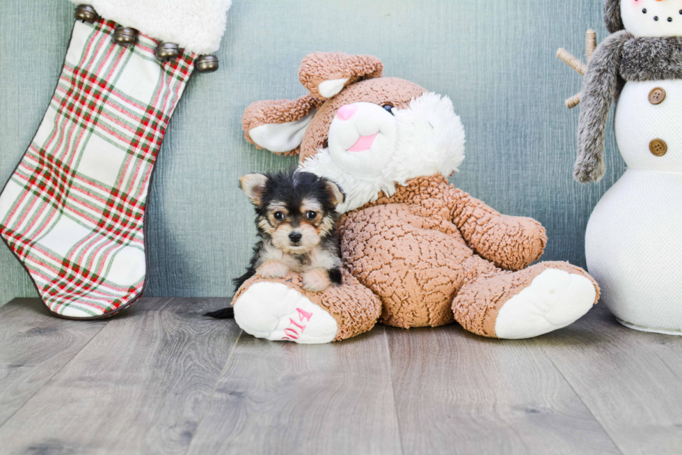 Sweet Morkie Baby