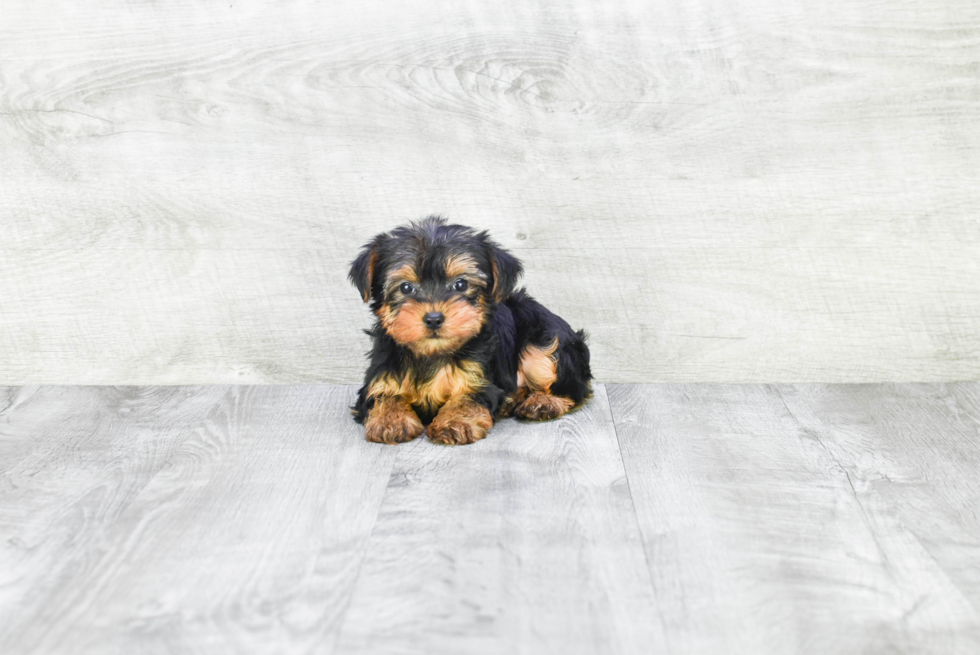 Meet Capone - our Yorkshire Terrier Puppy Photo 