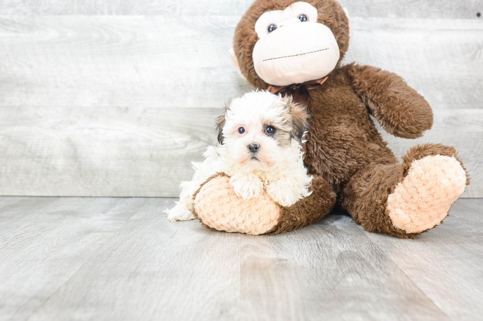 Small Havanese Baby