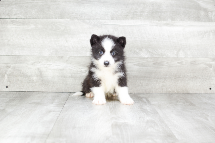 Pomsky Puppy for Adoption