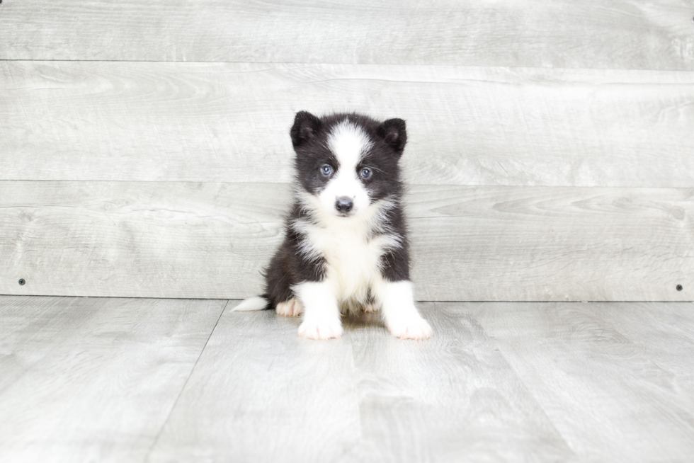 Pomsky Puppy for Adoption