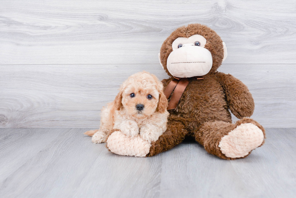 Energetic Cavoodle Poodle Mix Puppy