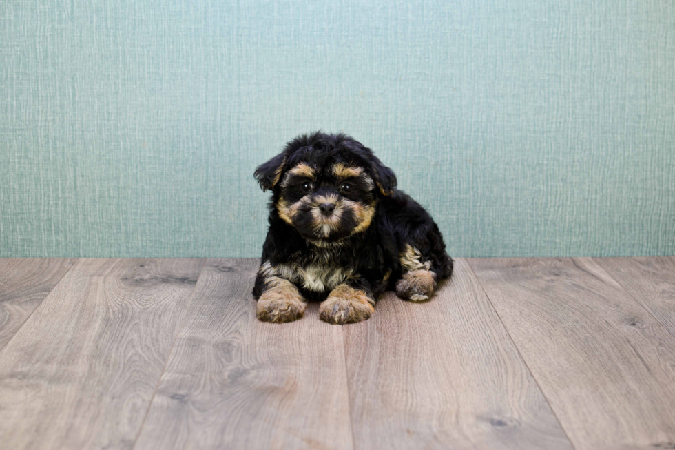 Havanese Pup Being Cute