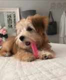 Hypoallergenic Morkie Designer Pup