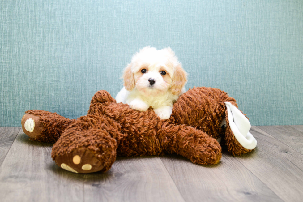 Cavachon Puppy for Adoption