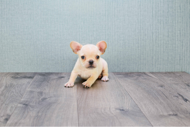 French Bulldog Pup Being Cute