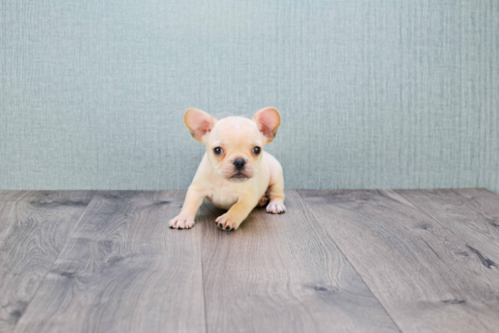 French Bulldog Pup Being Cute