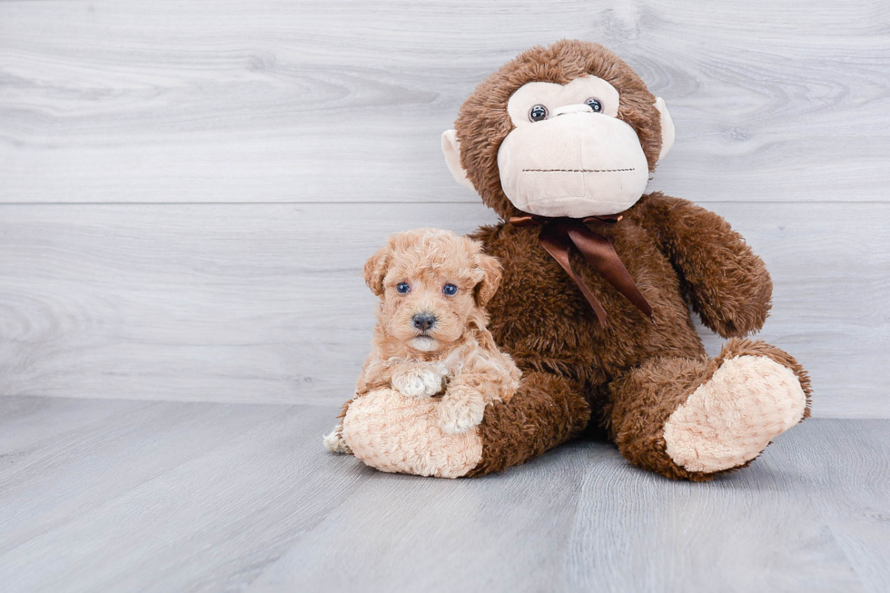 Friendly Maltipoo Baby