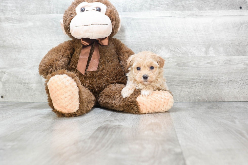 Cute Maltipoo Baby