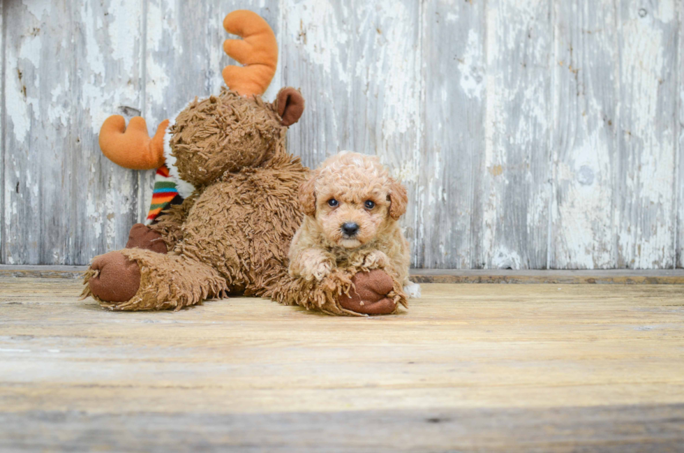 Cavapoo Puppy for Adoption