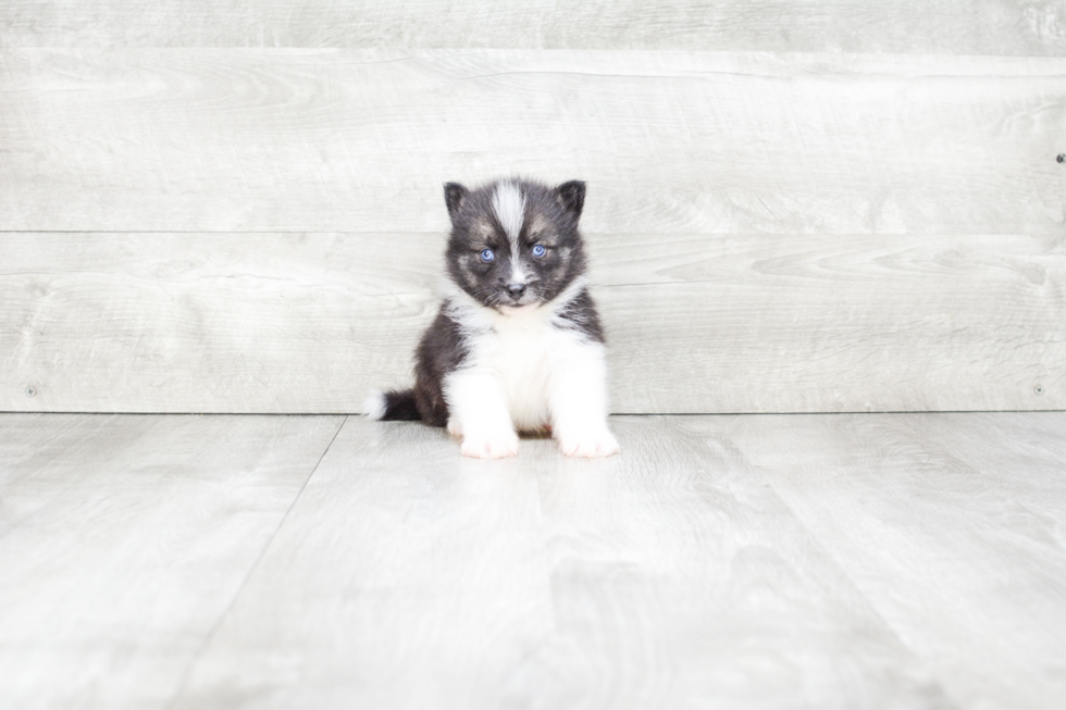 Pomsky Pup Being Cute