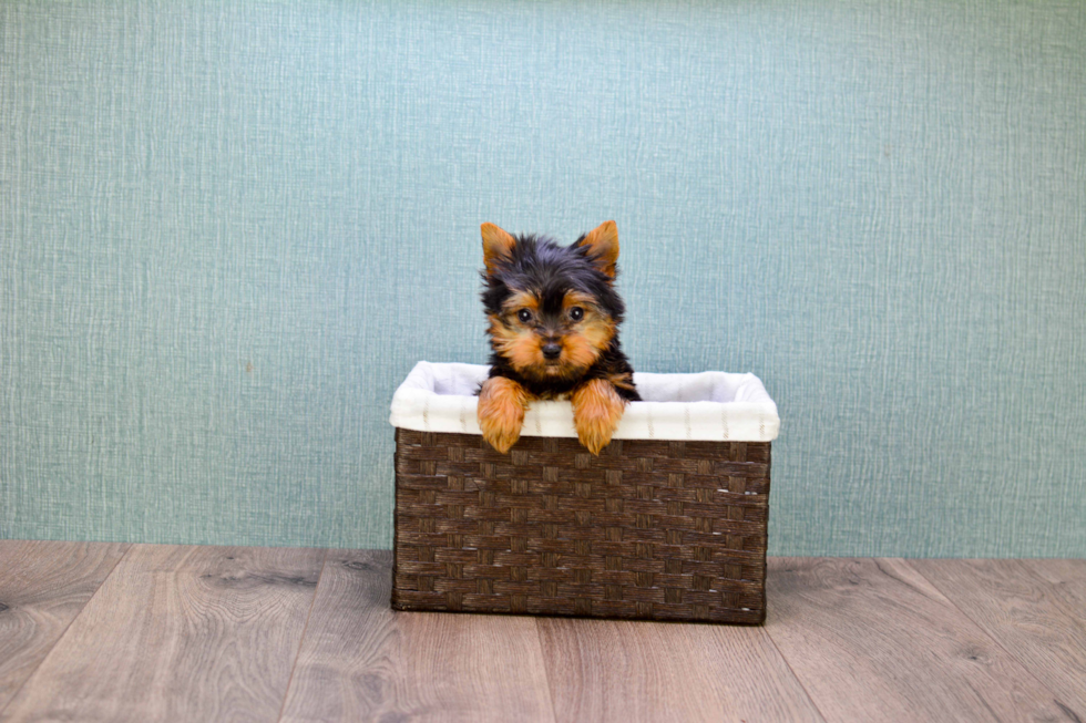 Meet Timmy - our Yorkshire Terrier Puppy Photo 