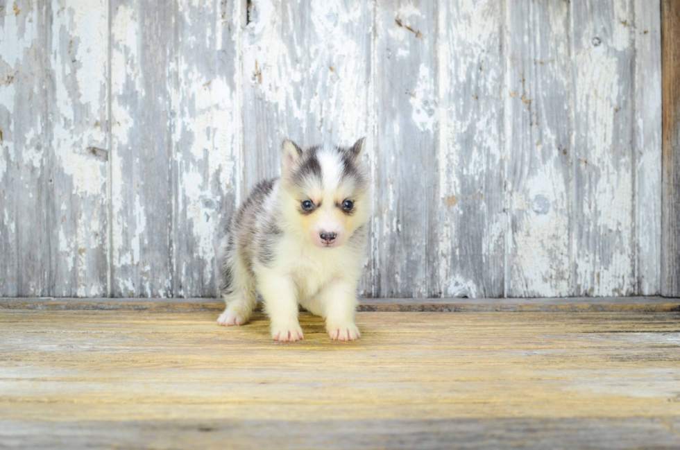 Little Mini Husky Designer Puppy