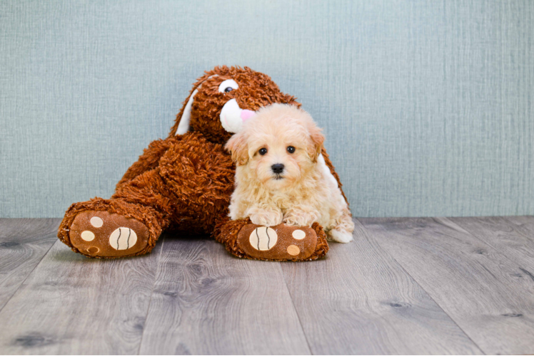 Funny Maltipoo Poodle Mix Pup