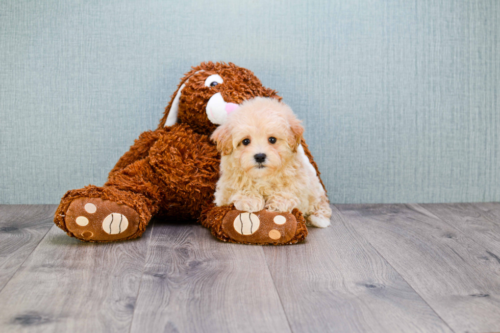 Funny Maltipoo Poodle Mix Pup