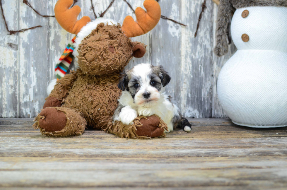 Havanese Puppy for Adoption