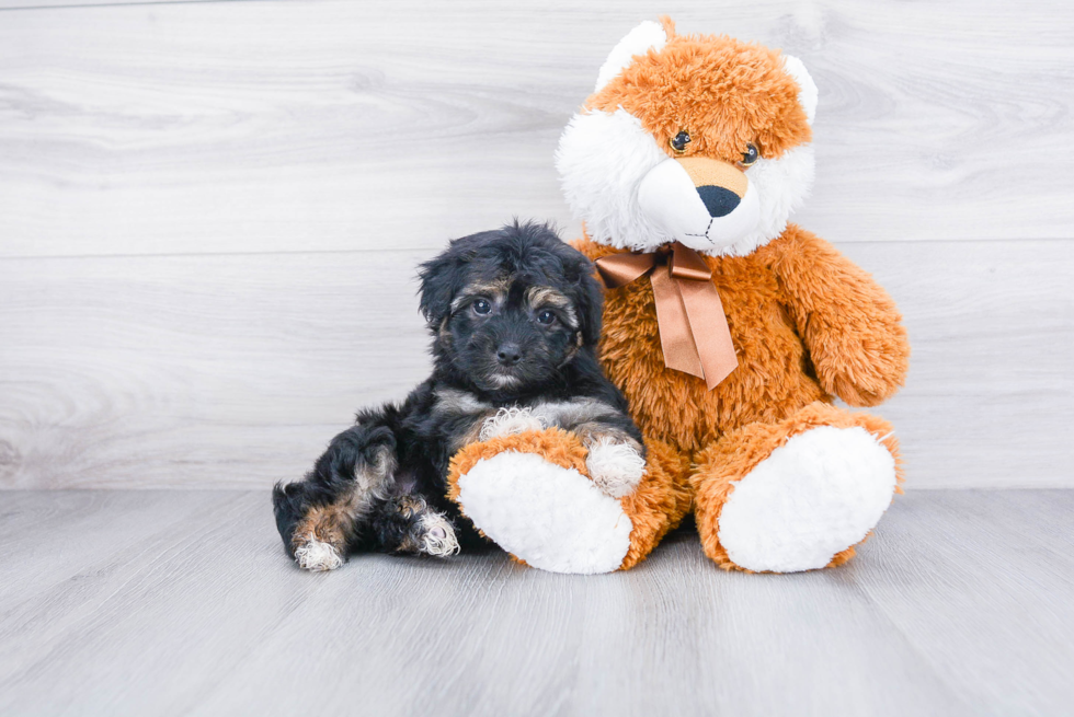 Hypoallergenic Havanese Baby