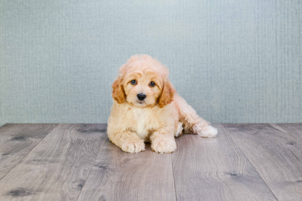 Cavapoo Pup Being Cute