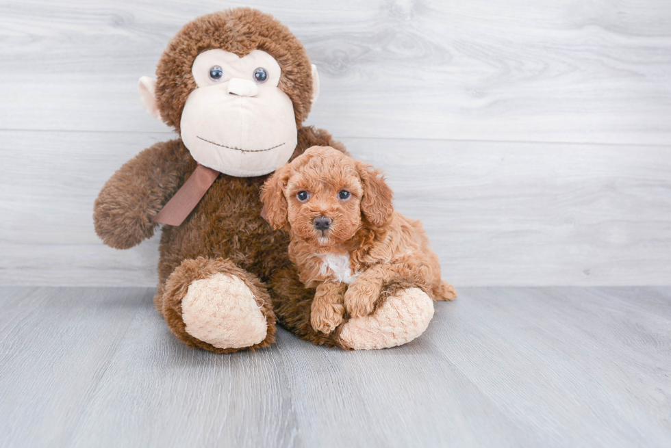 Funny Mini Goldendoodle Poodle Mix Pup