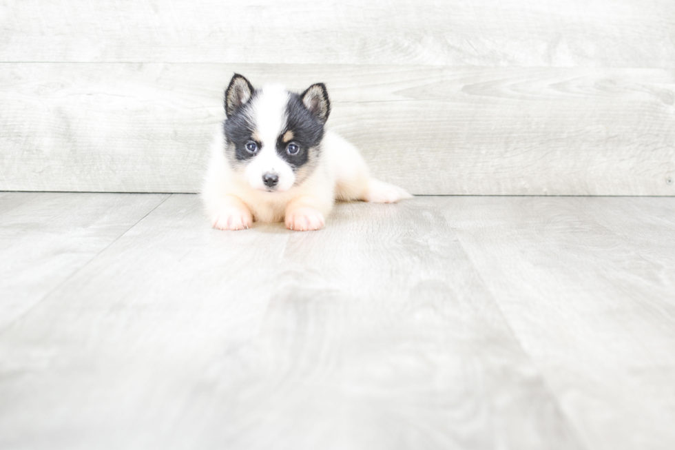 Pomsky Puppy for Adoption