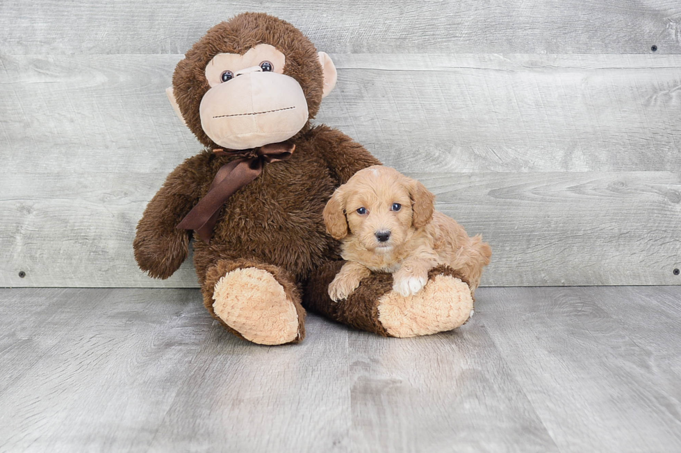 Smart Cavapoo Poodle Mix Pup