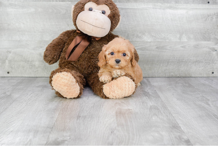 Cavapoo Puppy for Adoption