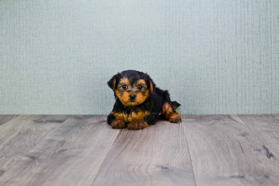 Meet Izzie - our Yorkshire Terrier Puppy Photo 