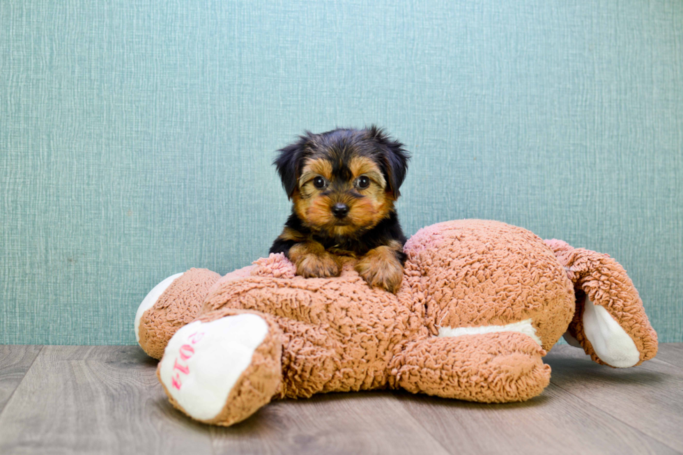 Meet Bronze - our Yorkshire Terrier Puppy Photo 