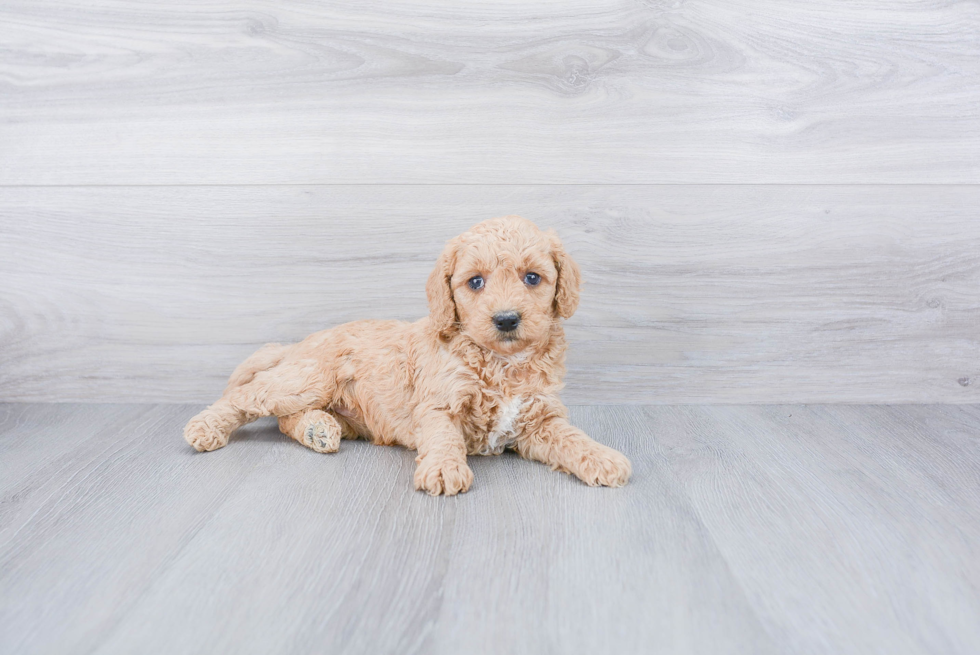 Hypoallergenic Golden Retriever Poodle Mix Puppy