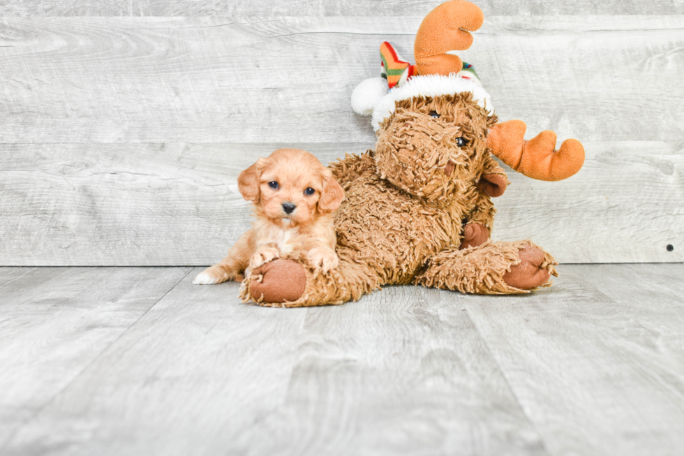 Adorable Cavoodle Poodle Mix Puppy