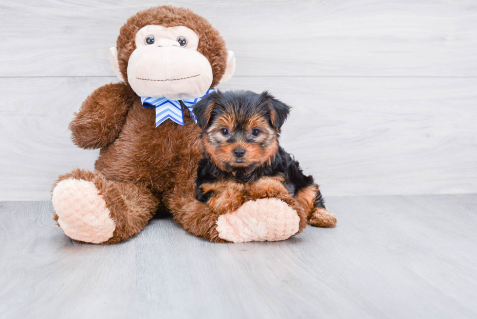 Meet Timmy - our Yorkshire Terrier Puppy Photo 