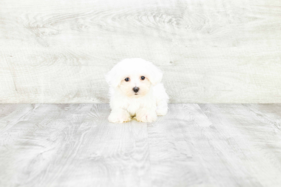 Maltese Pup Being Cute