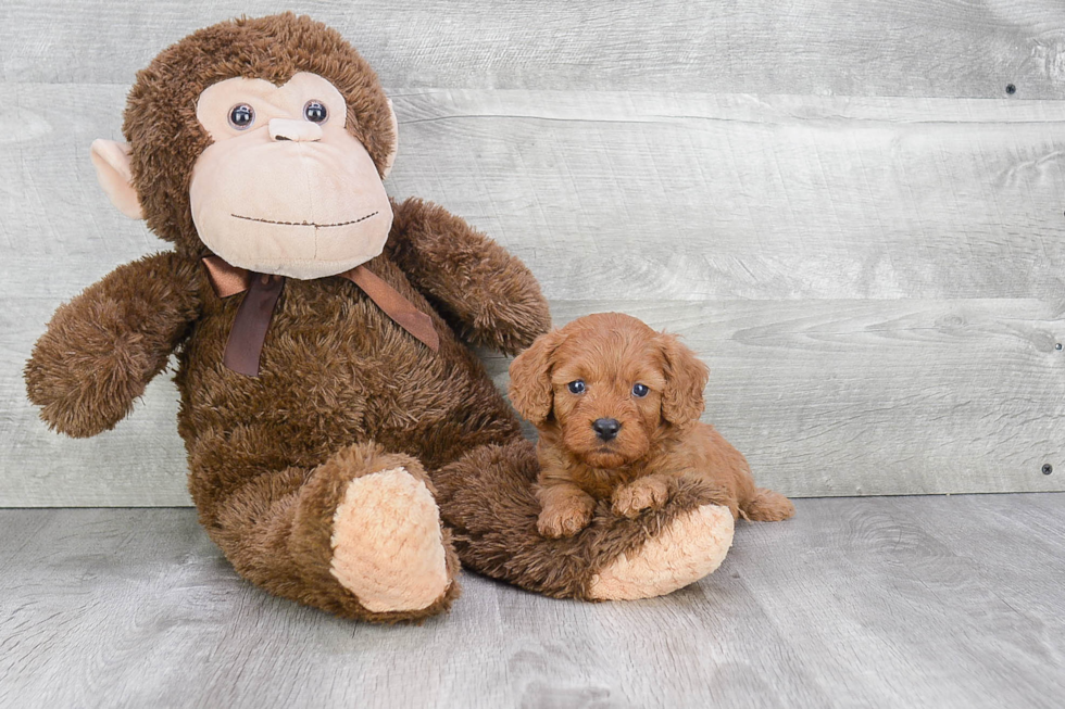 Little Cavoodle Poodle Mix Puppy