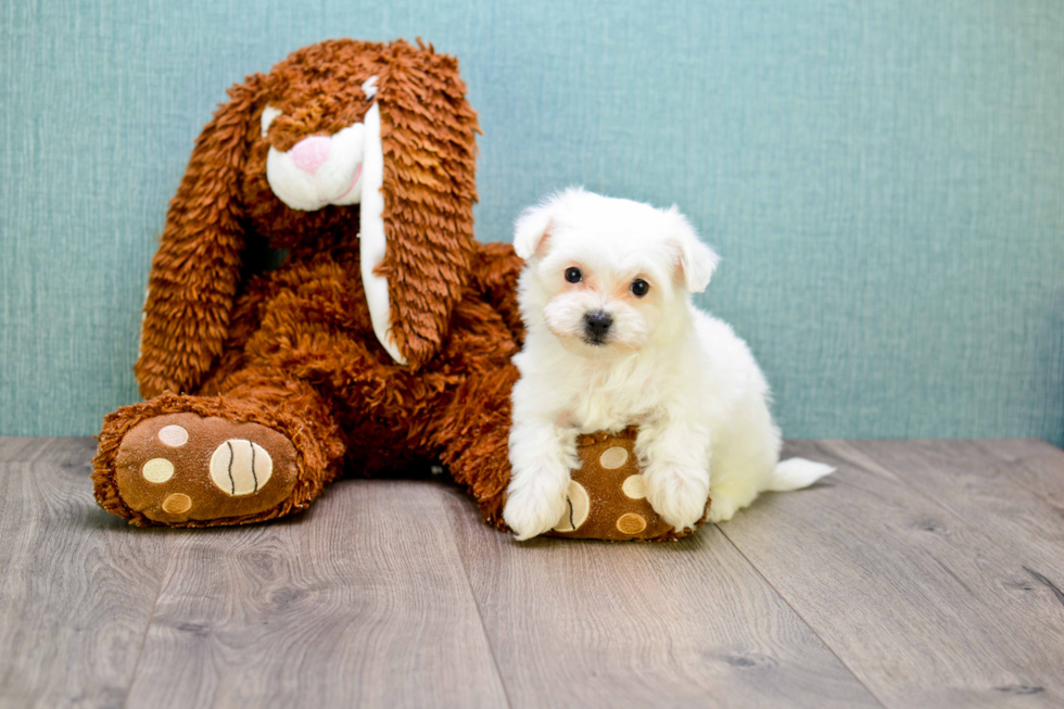 Friendly Morkie Baby