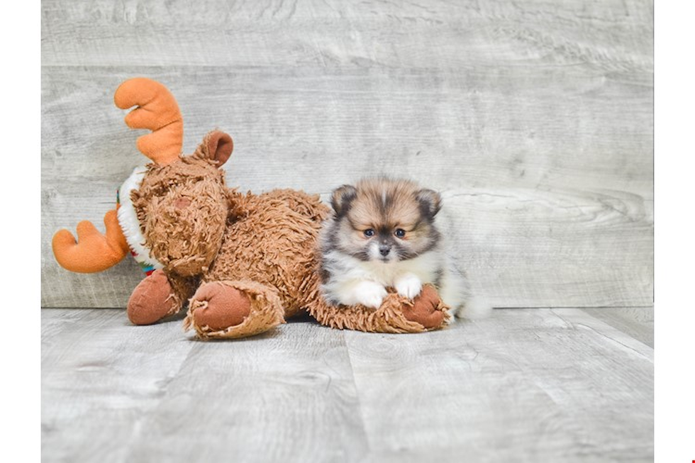 Playful Pomeranian Purebred Pup