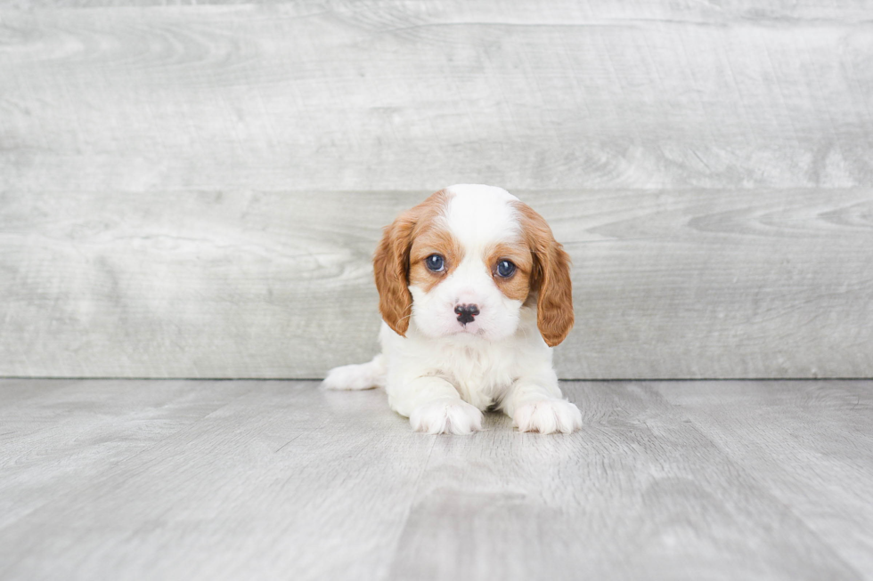 Cavalier King Charles Spaniel Puppy for Adoption