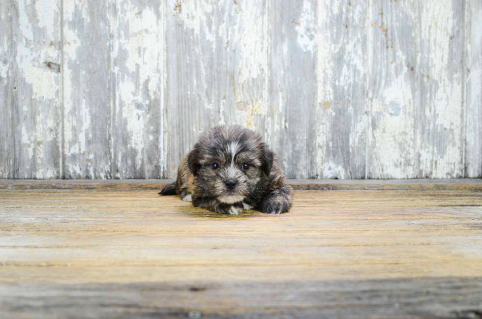 Shorkie Puppy for Adoption