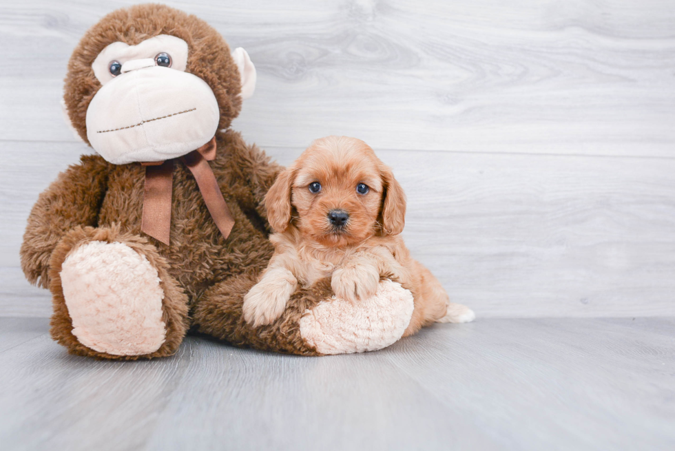 Funny Cavapoo Poodle Mix Pup