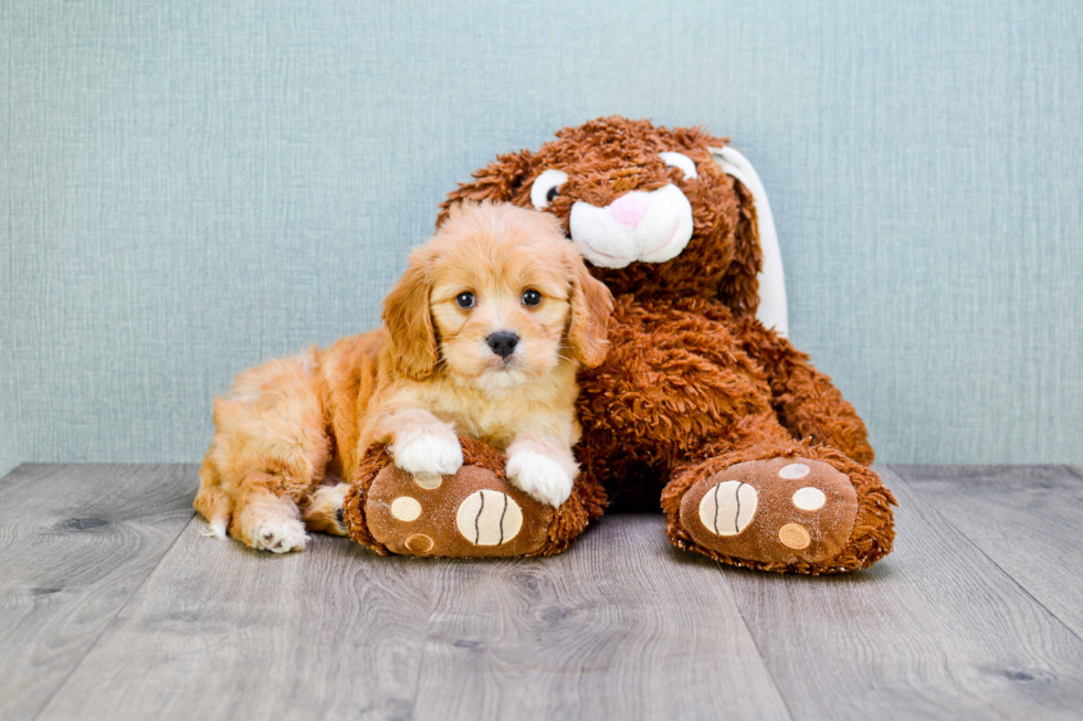 Funny Cavapoo Poodle Mix Pup