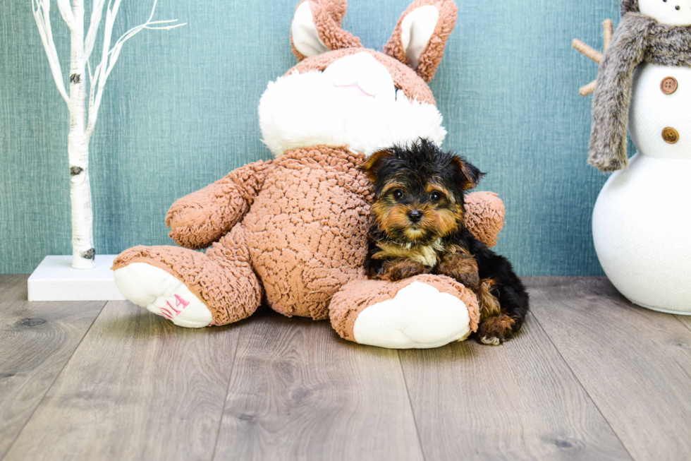 Meet  Teacup-Timmy - our Yorkshire Terrier Puppy Photo 